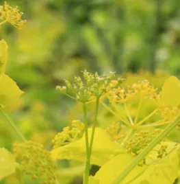 Smyrnium perfoliatum