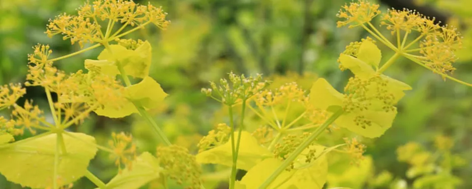 Afbeelding Smyrnium perfoliatum