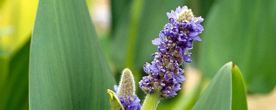 Afbeelding Pontederia cordata