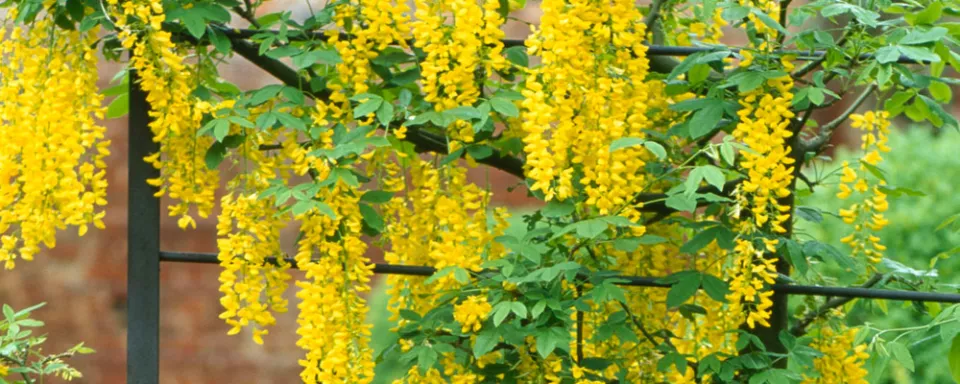 Afbeelding Laburnum x watereri