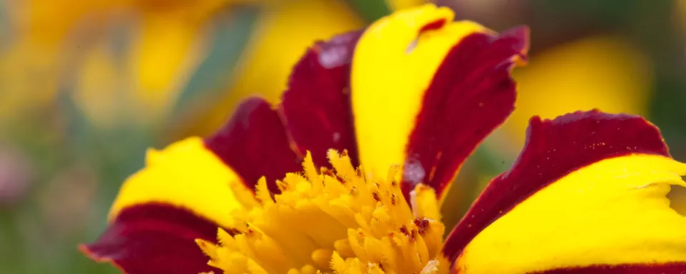 Afbeelding Tagetes patula ‘Jolly Jester’