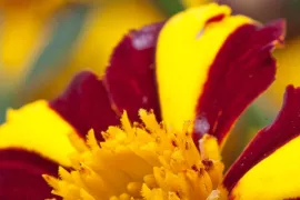 Tagetes patula ‘Jolly Jester’