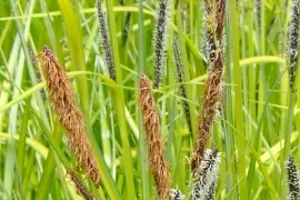 Carex elata ‘Aurea’