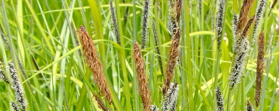 Afbeelding Carex elata ‘Aurea’