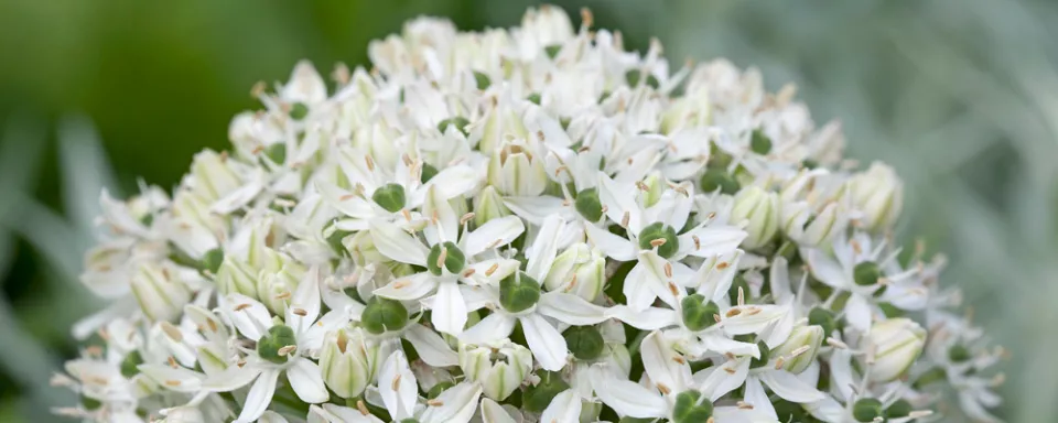 Afbeelding Allium nigrum