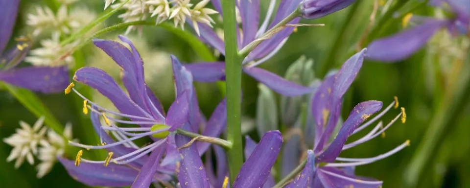 Afbeelding Camassia quamash