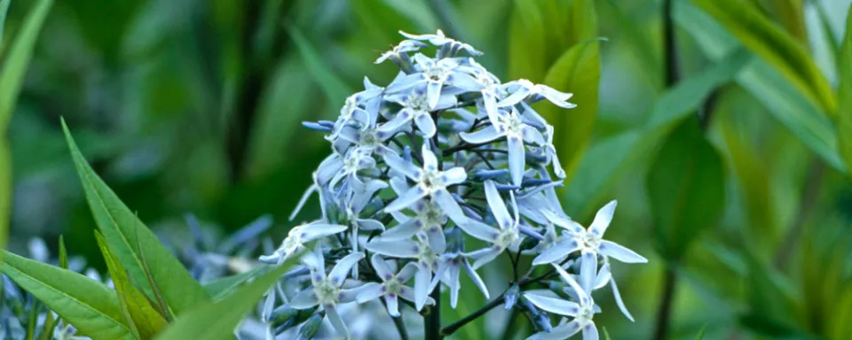 Afbeelding Amsonia tabernaemontana