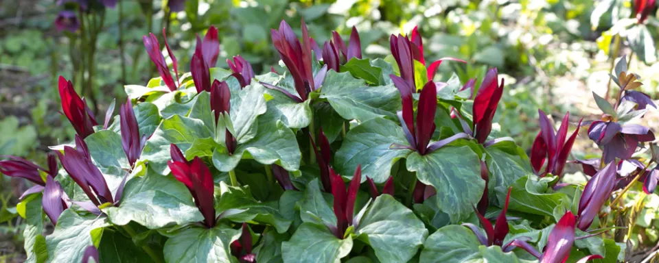 Afbeelding Trillium kurabayashii