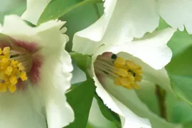 Philadelphus ‘Belle Etoile’