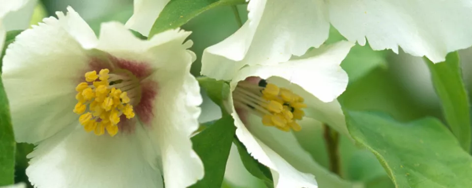 Afbeelding Philadelphus ‘Belle Etoile’