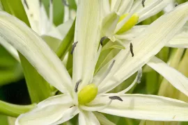 Camassia leichtlinii ‘Alba’