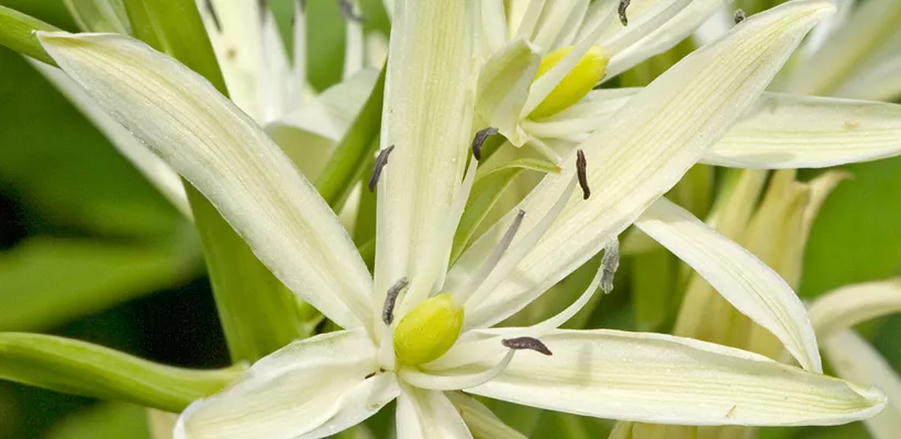 Camassia leichtlinii ‘Alba’