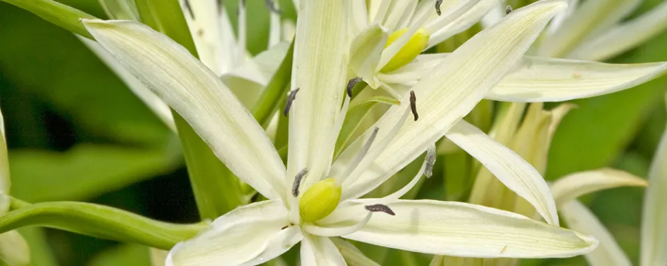 Afbeelding Camassia leichtlinii ‘Alba’