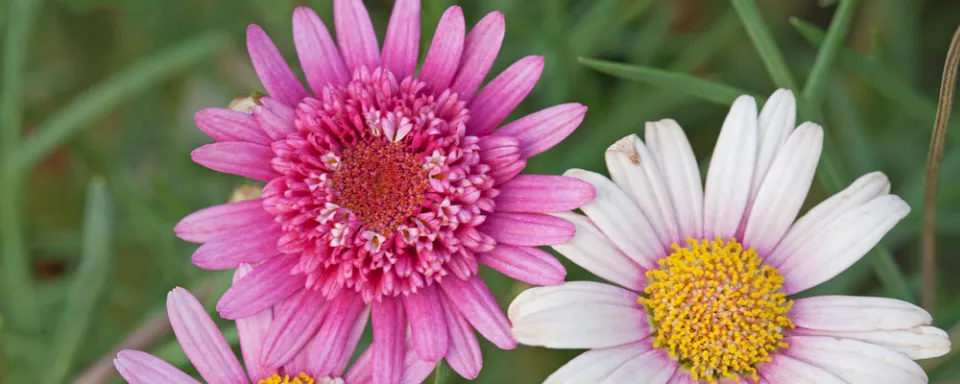 Afbeelding Argyranthemum frutescens ‘Summer Pink’