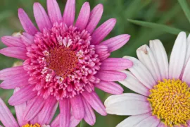 Argyranthemum frutescens ‘Summer Pink’