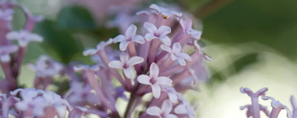 Afbeelding Syringa meyeri ‘Palibin’