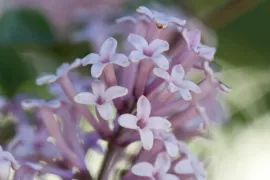 Syringa meyeri ‘Palibin’