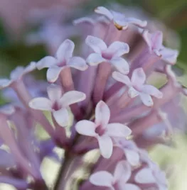 Syringa meyeri ‘Palibin’