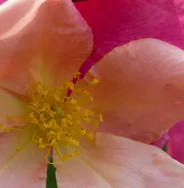 Rosa ‘Mutabilis’