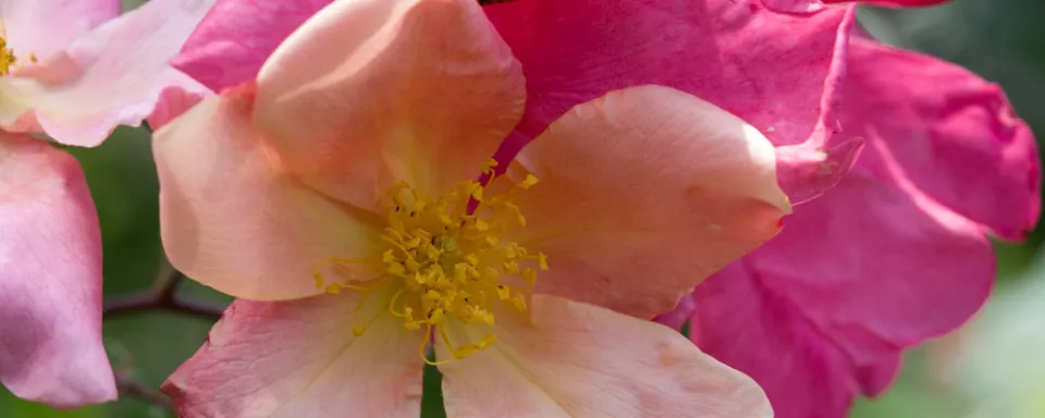 Afbeelding Rosa ‘Mutabilis’