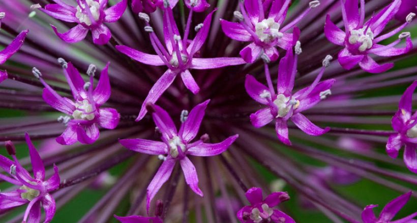 Sierui Allium Aflatunense Purple Sensation Syn A Hollandicum