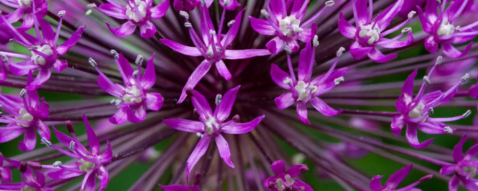 Afbeelding Allium aflatunense ‘Purple Sensation’