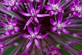 Allium aflatunense ‘Purple Sensation’