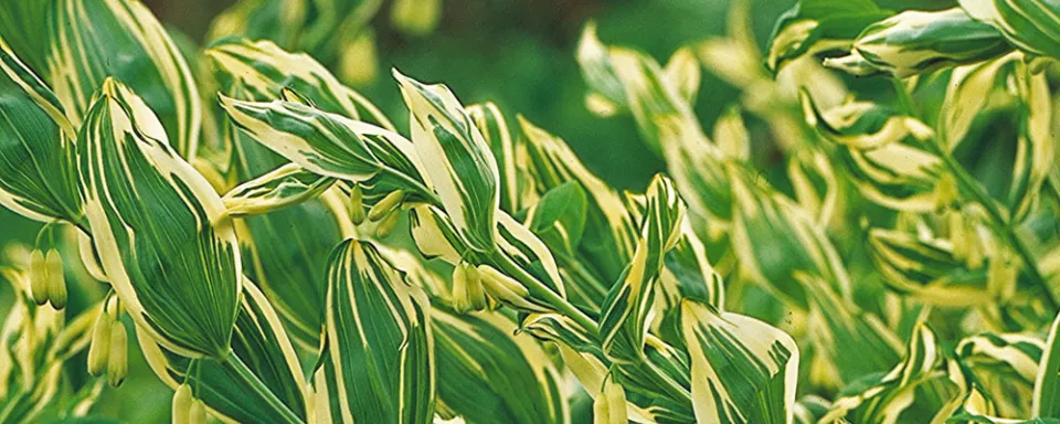 Afbeelding Polygonatum multiflorum ‘Variegatum’