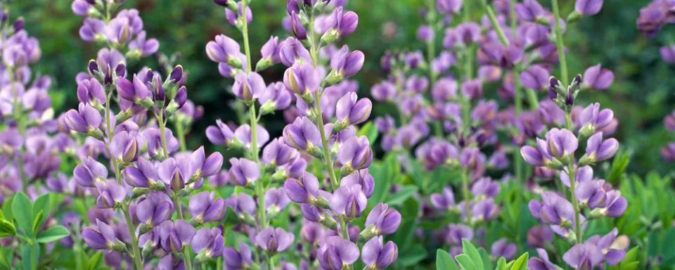 Afbeelding Baptisia australis