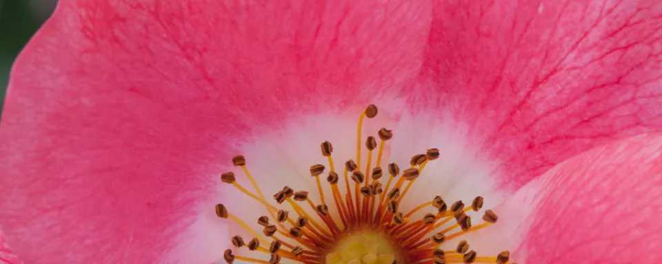 Afbeelding Rosa ‘Meipoque’ (PINK MEIDILAND)