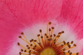Rosa ‘Meipoque’ (PINK MEIDILAND)