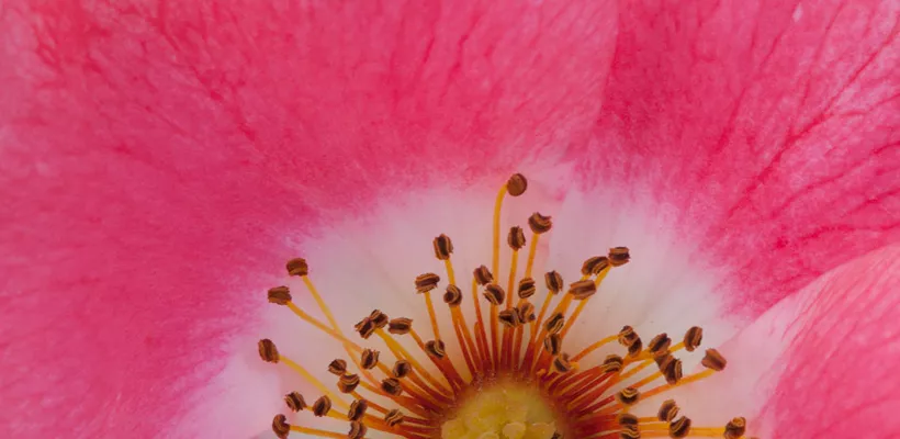 Rosa ‘Meipoque’ (PINK MEIDILAND)