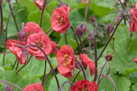 Geum rivale ‘Flames of Passion’