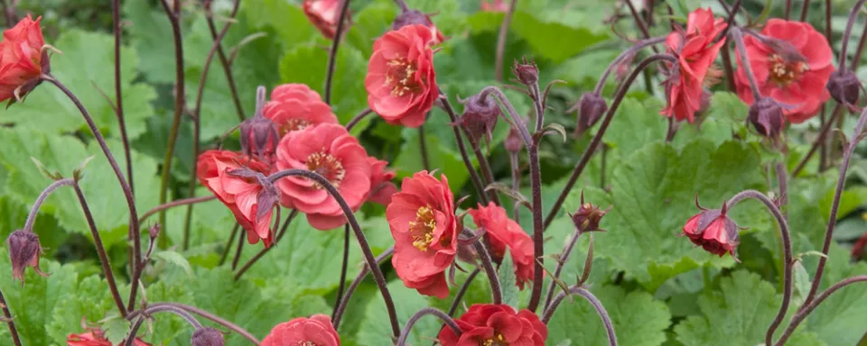 Afbeelding Geum rivale ‘Flames of Passion’