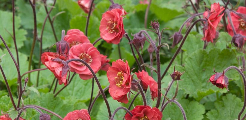 Geum rivale ‘Flames of Passion’