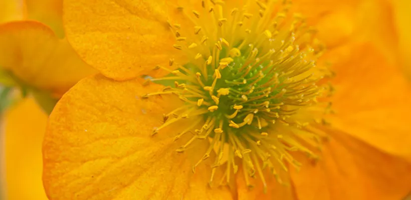 Geum ‘Totally Tangerine’