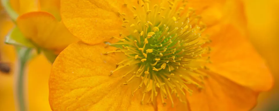 Afbeelding Geum ‘Totally Tangerine’