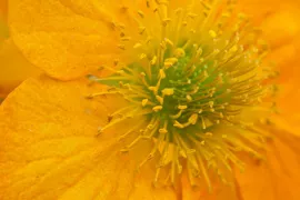 Geum ‘Totally Tangerine’