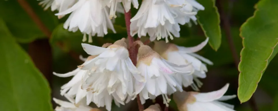 Afbeelding Deutzia scabra ‘Plena’
