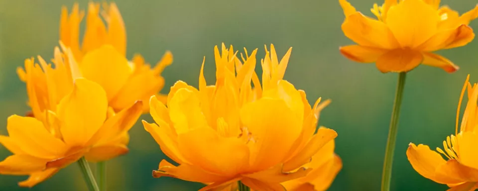 Afbeelding Trollius asiaticus