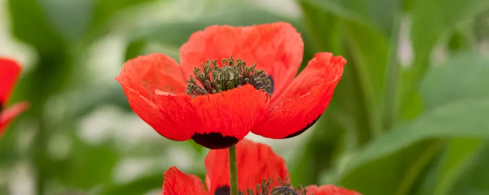 Afbeelding Papaver commutatum ‘Ladybird’