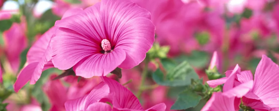 Afbeelding Lavatera trimestris