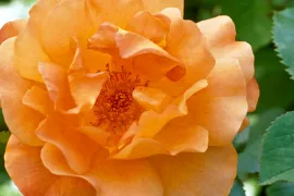 Rosa ‘Westerland’