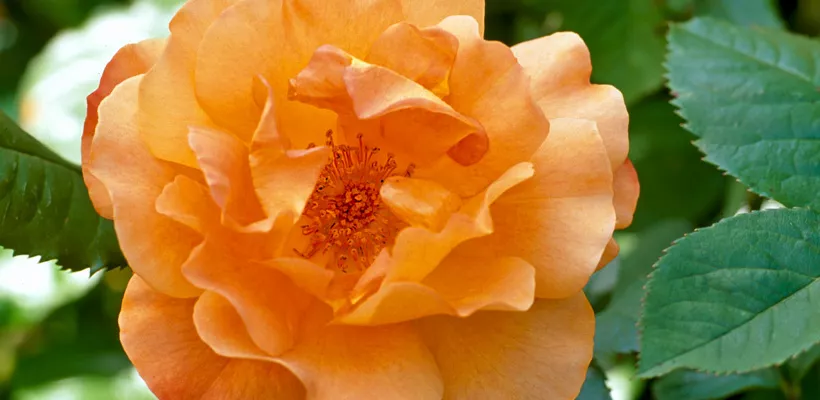 Rosa ‘Westerland’