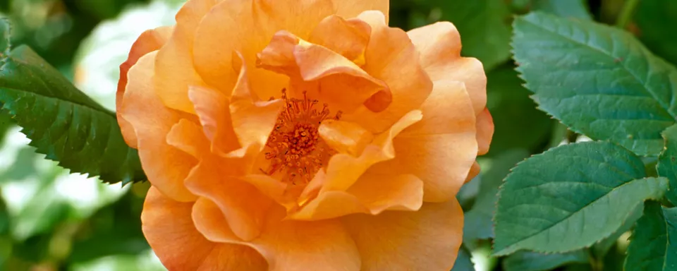 Afbeelding Rosa ‘Westerland’