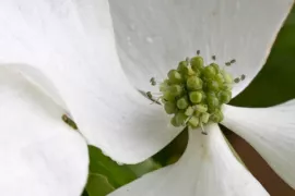 Cornus kousa ‘Milky Way’