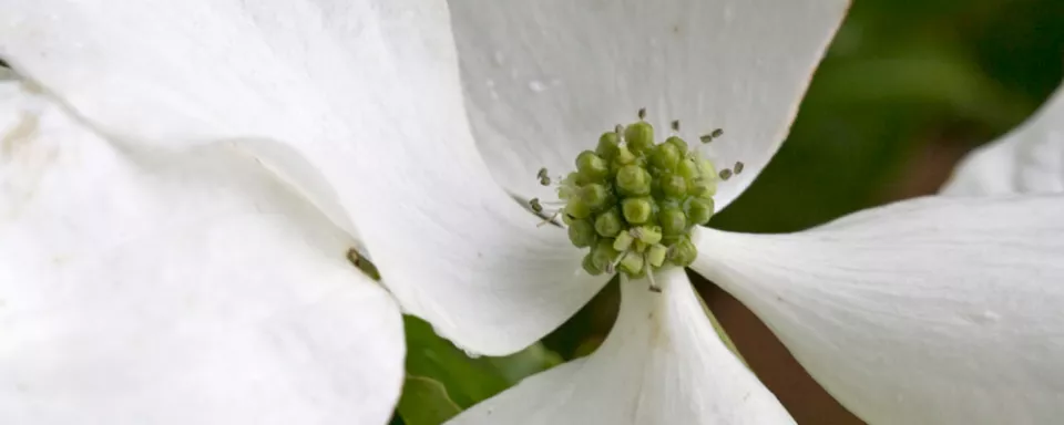 Afbeelding Cornus kousa ‘Milky Way’