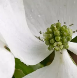Cornus kousa ‘Milky Way’