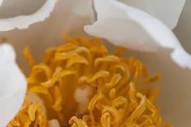 Paeonia Lactiflora groep