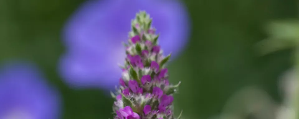 Afbeelding Stachys monieri ‘Hummelo’